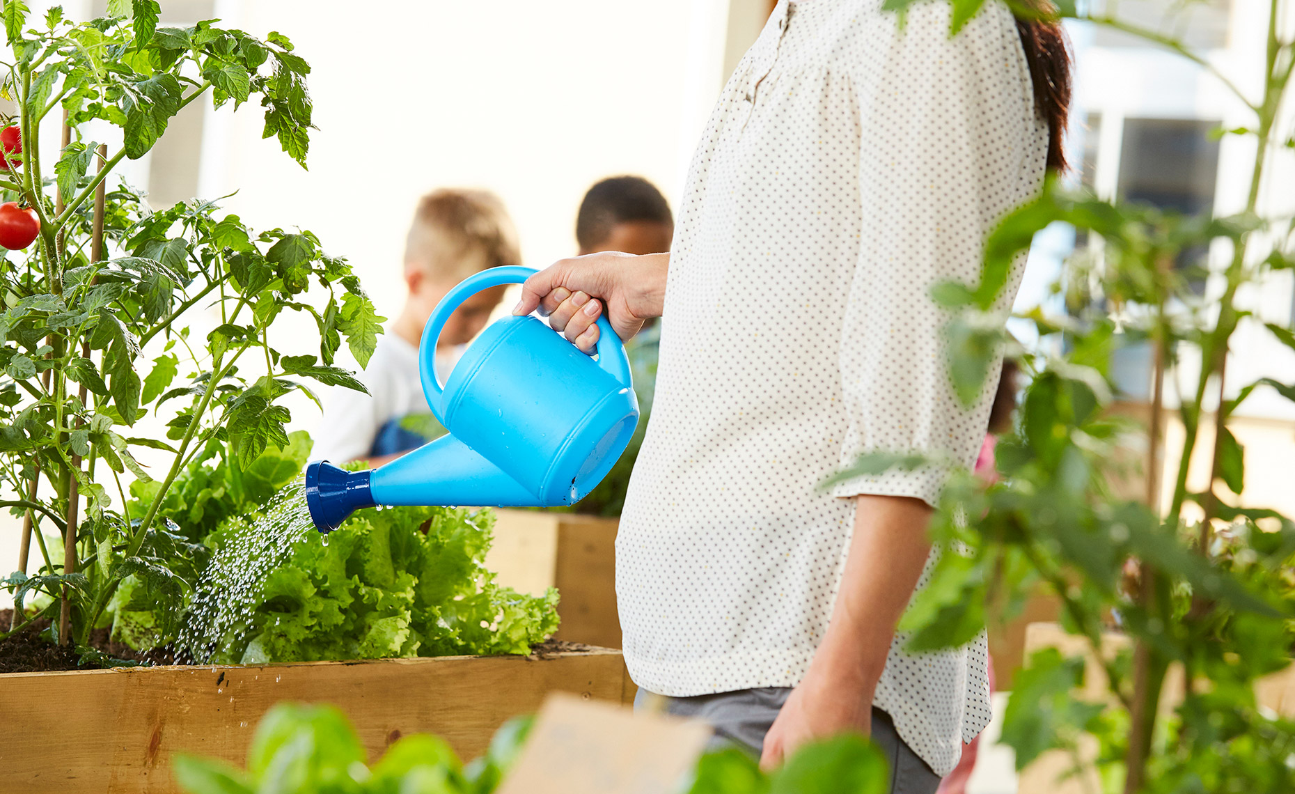 Teacher using  a water can on the tomato plants in the school garden.